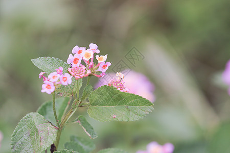 粉色亚拿植物群花园橙子花瓣植物学植物叶子灌木热带草本植物图片