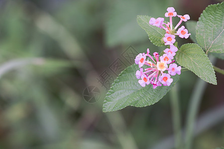 粉色亚拿植物学园艺花瓣橙子热带植物群花朵花园植物叶子图片