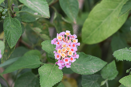 粉色亚拿叶子植物学植物灌木花园橙子植物群草本植物热带园艺图片