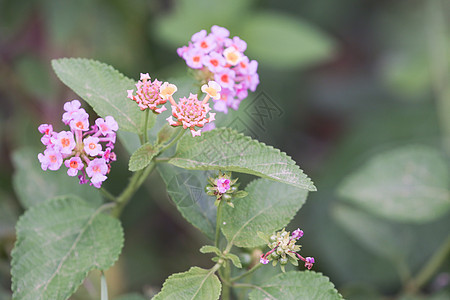 粉色亚拿叶子植物植物学植物群热带园艺灌木橙子花朵花园图片