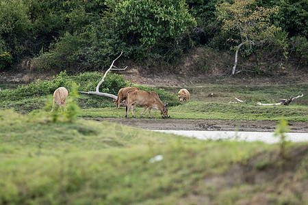 奶牛在农场里黑色乡村农村白色家畜牛奶绿色哺乳动物动物牛肉图片