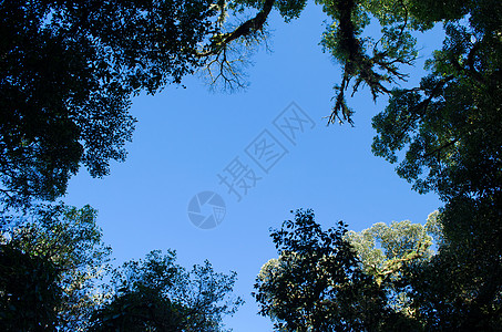 森林中的光明环境森林日落天空山脉蓝色场景绿色公园阳光图片