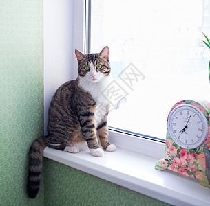 家养的条纹外皮宠物猫在近时钟的时候坐在窗台上图片