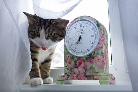 窗台上的猫 花粉多彩的时钟被白幕遮盖图片