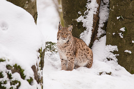 欧亚lynx Lynx Lynx森林山猫野生动物动物地区哺乳动物荒野温度成人低温图片