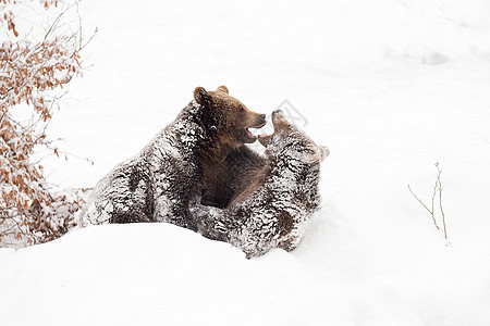 年轻的棕熊在雪中玩图片