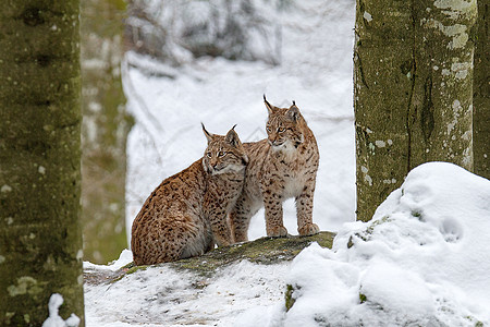 欧亚lynx Lynx Lynx地区野生动物成人温度山猫低温森林哺乳动物动物荒野图片