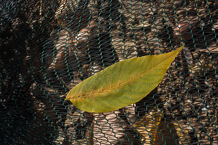 一个单独的干叶子在观视中花园植物群背景季节植物环境生长季节性植物学绿色图片