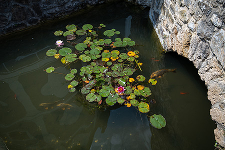 花粉和小胡萝卜 百合板 莲花热带环境植物群花瓣反射异国情调百合植物学池塘图片