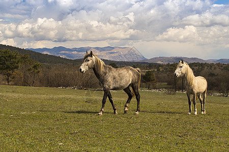 斯洛文尼亚牧场上的马匹农业场地阳光土地动物摄影田园场景风光农场图片
