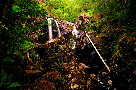 瀑布木头溪流树木滴水叶子岩石蕨类树干苔藓图片
