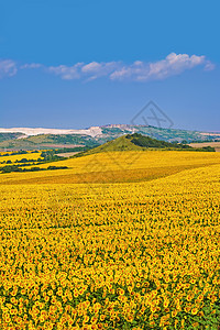 保加利亚向日葵田环境土地农村花期繁荣植物生态地区国家风光图片