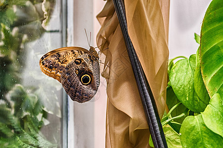 猫头鹰蝴蝶 吉努斯卡利戈 是热带蝴蝶动物荒野眼睛鳞翅目植物野生动物花园环境昆虫翅膀图片