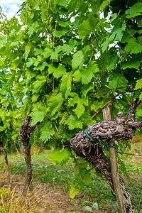 欧洲夏季上午的葡萄园 种植在排成一排的葡萄藤树叶日落葡萄酒厂日出辉光戏剧性农业天空生长图片
