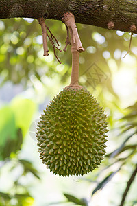 果园里的Durian树图片