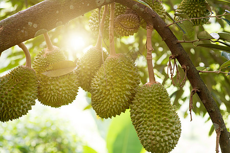 农场里的Durian树图片