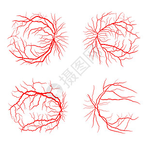 眼静脉集系统 x 射线血管造影矢量设计隔离 o图片