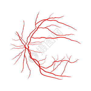 眼静脉系统 x 射线血管造影矢量设计在 whi 上隔离船只卡通片曲线解剖学标识插图宏观视网膜药品动脉图片