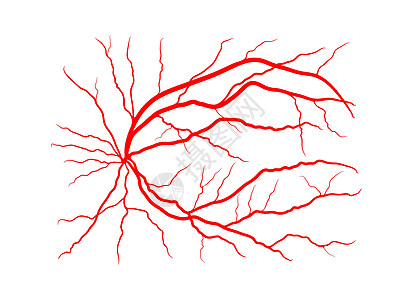 眼静脉系统 x 射线血管造影矢量设计在 whi 上隔离曲线插图动脉蜘蛛卡通片标识解剖学视网膜船只图表图片