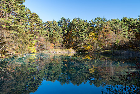 日本福岛秋天日本 乌拉班达伊吸引力游客五色黄色红色叶子池塘蓝色绿色青沼图片