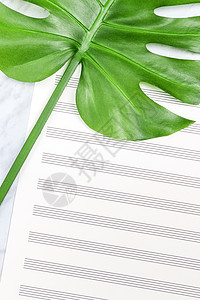 空薄纸音乐纸和热带棕榈树叶图片