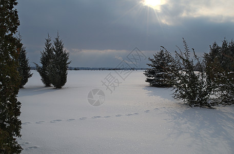 冬季风景 有常青高山树降雪冻结树木公园松树暴风雪针叶树场景荒野针叶图片