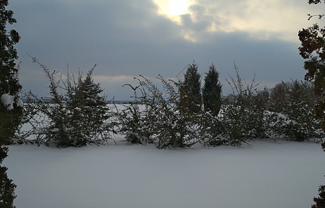 冬季风景 有常青高山树荒野降雪针叶树树木针叶场景季节冻结松树云杉图片