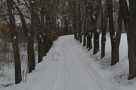 山边的公路在冬季树木中间布满大量积雪风景天气小路冻结景观国家季节蓝色公园人行道图片