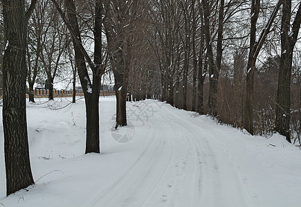 山边的公路在冬季树木中间布满大量积雪天气魔法森林场景桦木林地场地公园风景小路图片