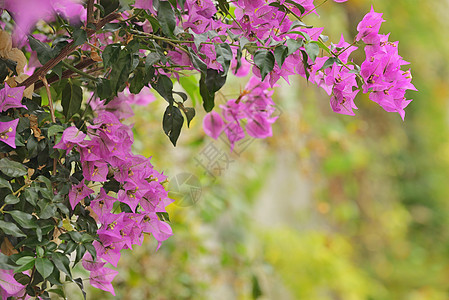 紫布布弗罗雅花朵图片