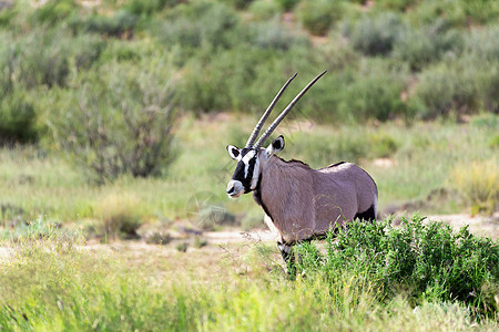 Gemsbok 卡拉哈里的奥里克斯瞪羚哺乳动物动物沙漠沙丘食草衬套动物群国家牛角公园图片