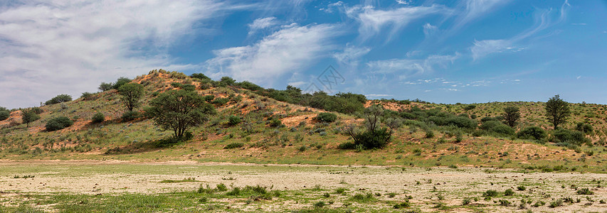 卡拉哈里绿色景观 南非图片