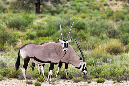 Gemsbok 卡拉哈里的奥里克斯瞪羚衬套国家动物群沙丘动物哺乳动物荒野牛角野生动物公园图片