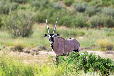 Gemsbok 卡拉哈里的奥里克斯瞪羚羚羊动物群国家食草哺乳动物野生动物公园沙漠牛角荒野图片