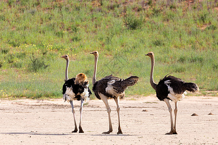 南非卡拉哈里的Ostrich 南非野生野生动物狩猎动物群动物绿色荒野沙漠跑步国家公园羚羊骆驼图片