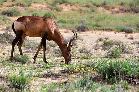 南非卡拉哈里的红色Hartebeest野生动物荒野哺乳动物动物沙丘衬套食草沙漠动物群国家图片
