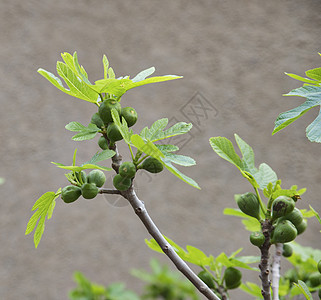 带果子的绿无花果树热带生长水果食物农业绿色花园果汁图片