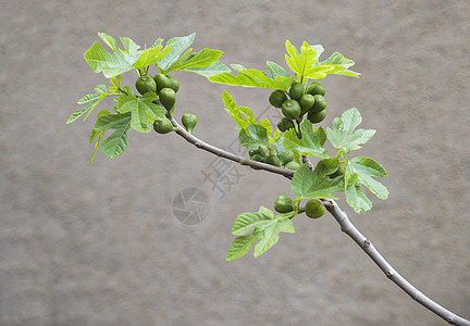 带果子的绿无花果树热带花园水果绿色食物果汁农业生长图片