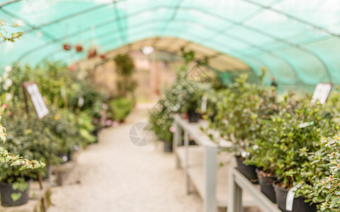 与温室内部背景相异的不集中背景农业植物花园绿色植物培育叶子玻璃生长绿色栽培图片