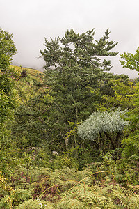 黄木树 山和Draken的树木图片