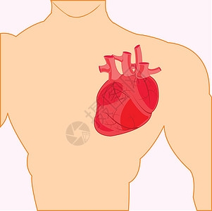 人的身体和心脏内脏器官绝缘男人集装箱红色心脏病学解剖学插图一部分图片