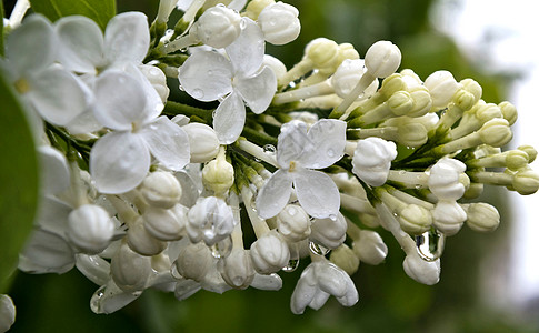 带雨滴 缝合的白硅枝香味衬套植物群压痛白色荒野宏观绿色花瓣植物学图片