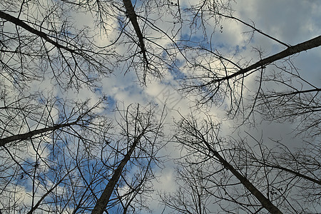 冬天在森林中观测天空 冬季时图片