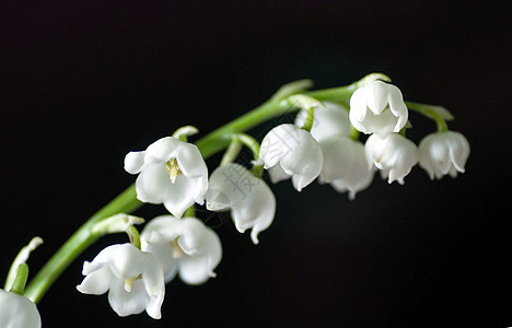 花的百合树枝 在山谷 宏观白色植物婚礼香气荒野花朵乡村花瓣图片