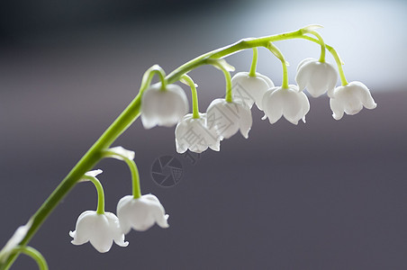 花的百合树枝 在山谷 宏观白色植物乡村花朵花瓣香气婚礼荒野图片