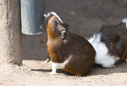 豚鼠饮猪的肖像眼睛鼻子食物毛皮乐趣宠物木头哺乳动物动物图片