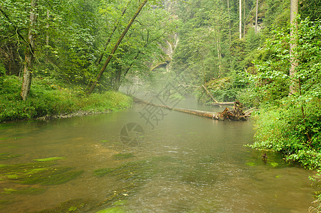 雨水和雾雾中河水旅游旅行天气环境热带叶子木头溪流绿色丛林图片