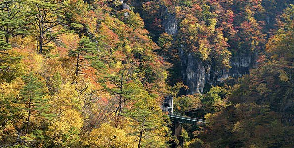 日本宫城东北有铁道隧道的峡谷木头全景植物季节溪流铁路悬崖叶子游客鸣子图片