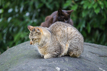 坐着棕色条纹猫眼睛白色绿色动物毛皮猫咪宠物哺乳动物小猫图片