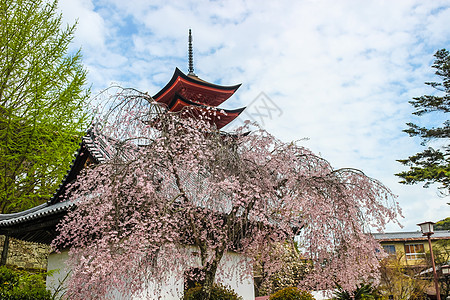 粉红樱花 樱花树和日本寺庙季节天空蓝色白色宝塔旅行樱花花园粉色图片